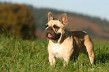 BOULEDOGUE FRANCAIS 1220